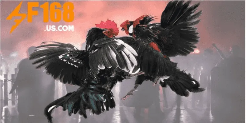 Đá Gà F168 chọn sảnh cược